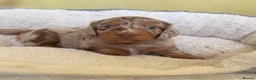 Dachshund dogs for sale: Reg miniature smooth daschunds  - Advert 34