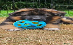 German Shepherd dogs for sale: Beautiful girl available  - Image 12