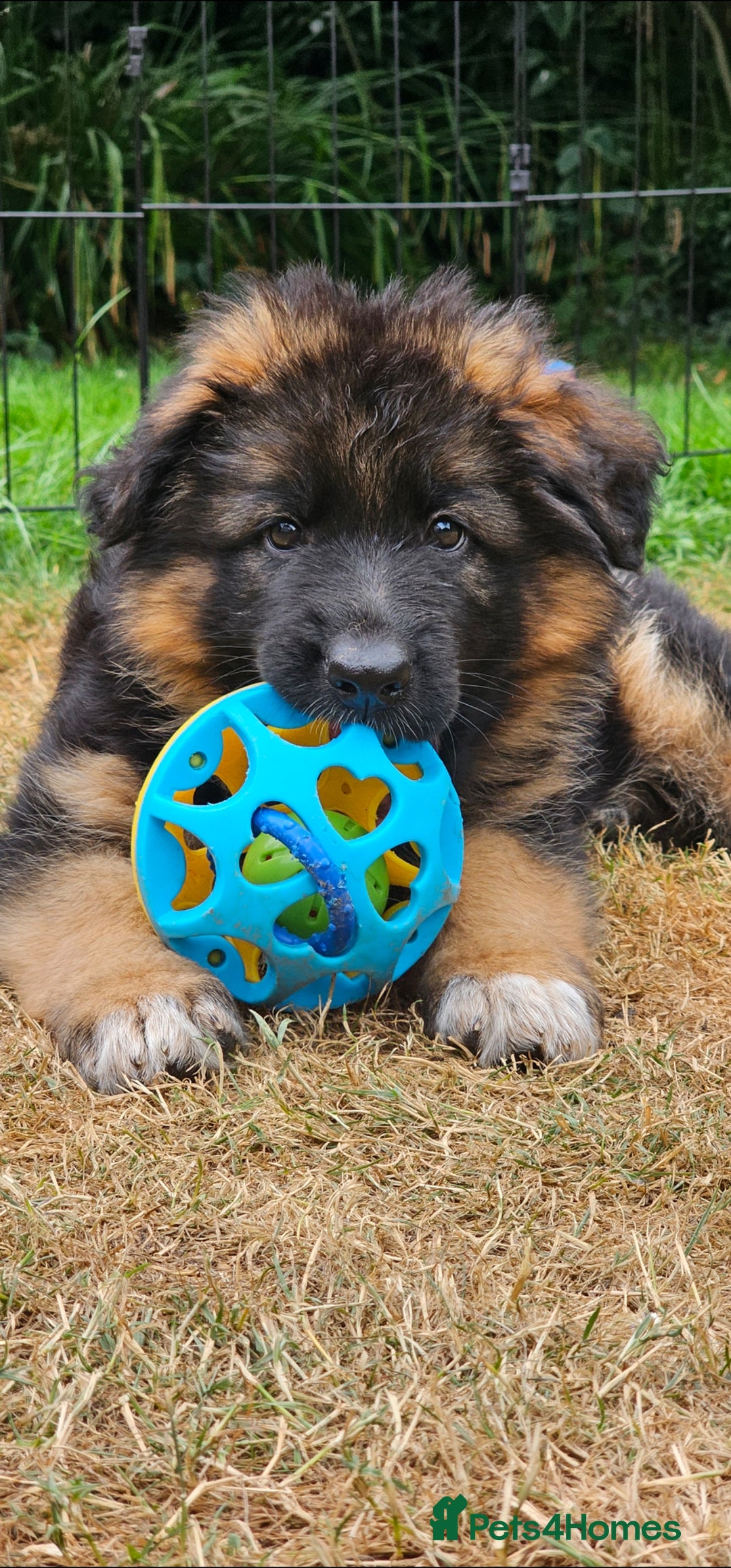 German Shepherd dogs for sale: Beautiful girl available  - Image 12