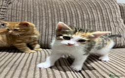 Domestic Shorthair cats for sale: 3 kitten for sale  - Image 4