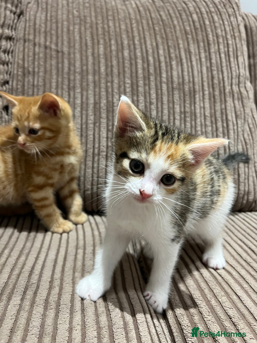 Domestic Shorthair cats for sale: 3 kitten for sale  - Image 4