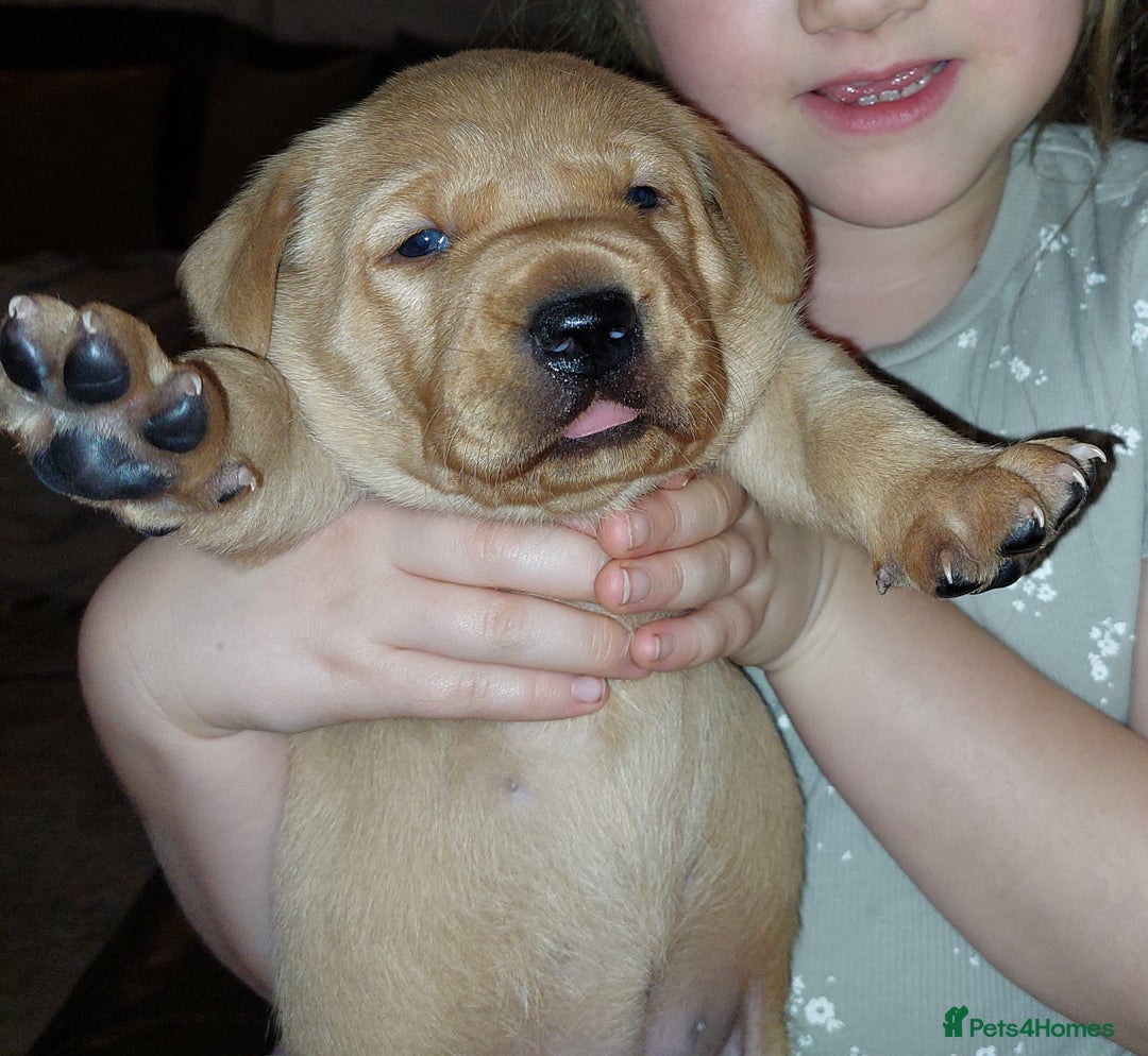 Labrador Retriever dogs for sale: Gorgeous female labrador puppy available Oct 4th  - Image 8