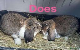 French Lop rabbits for sale: French Lop adults. Sold in pairs.  Vaccinated.  - Advert 1