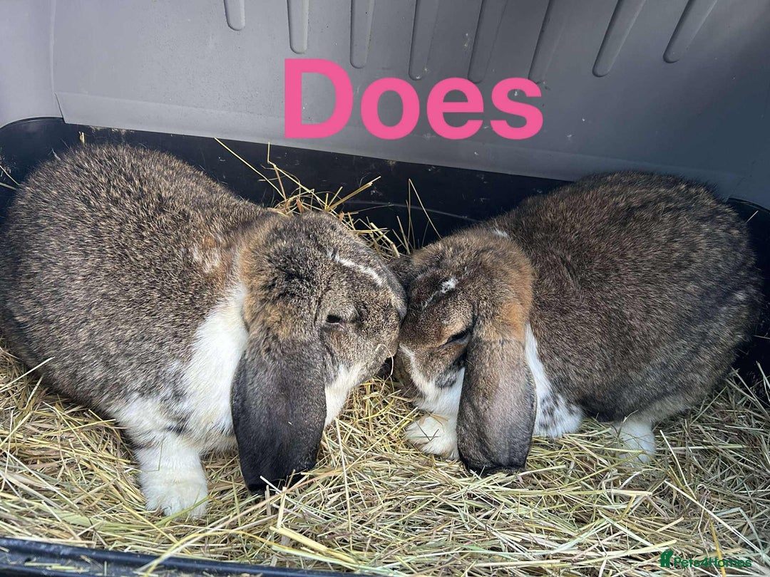 French Lop rabbits for sale: French Lop adults. Sold in pairs.  Vaccinated.  - Advert 1