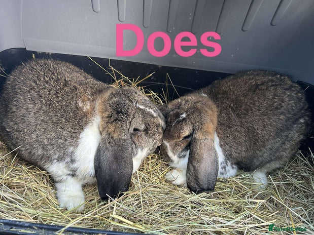 French Lop rabbits French Lop adults. Sold in pairs. Vaccinated. - Advert 1