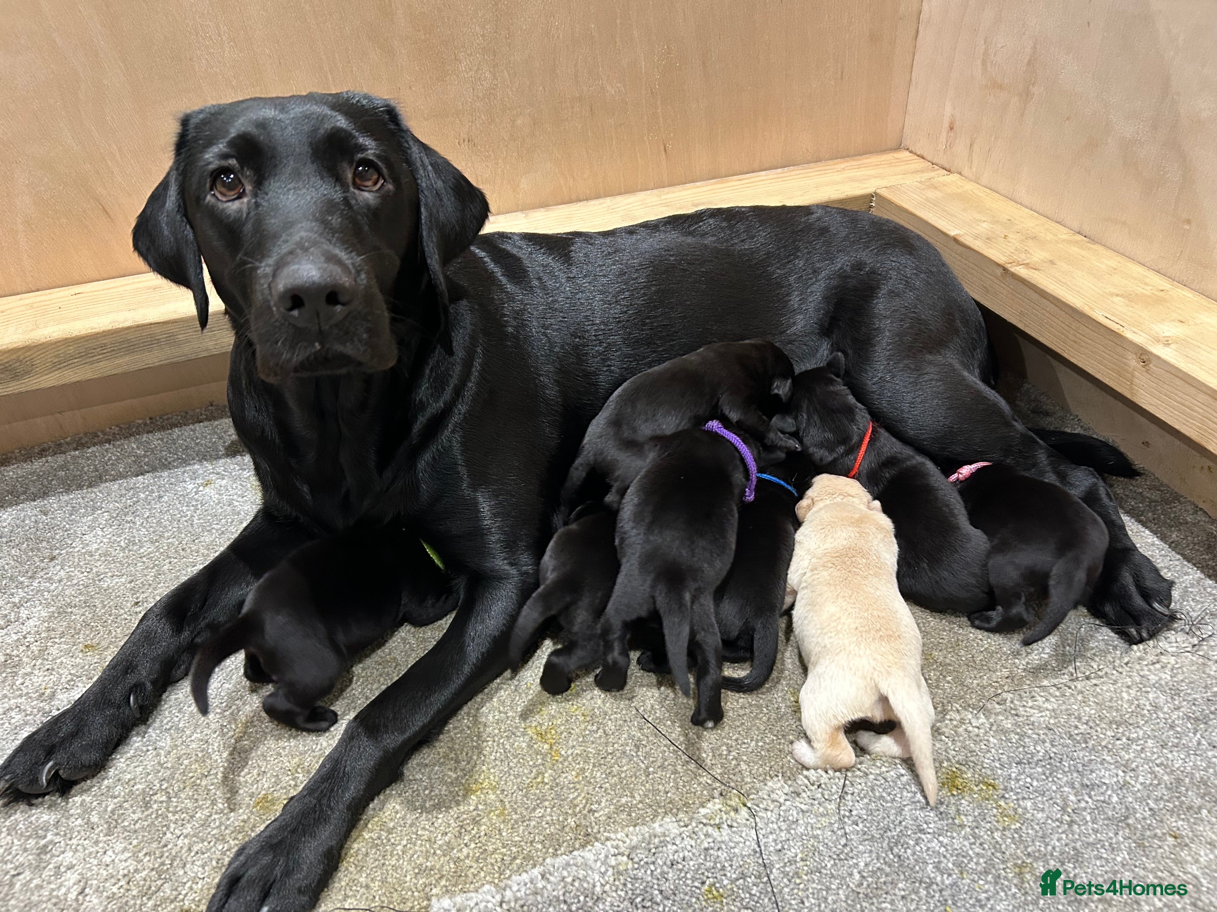 Labrador Retriever dogs 5th Gen KC Outstanding Labrador Retriever Pups - Advert 5
