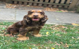 Cocker Spaniel dogs for sale: TRUE SHOW TYPE HEALTH TESTED SHOW TYPE  - Image 20
