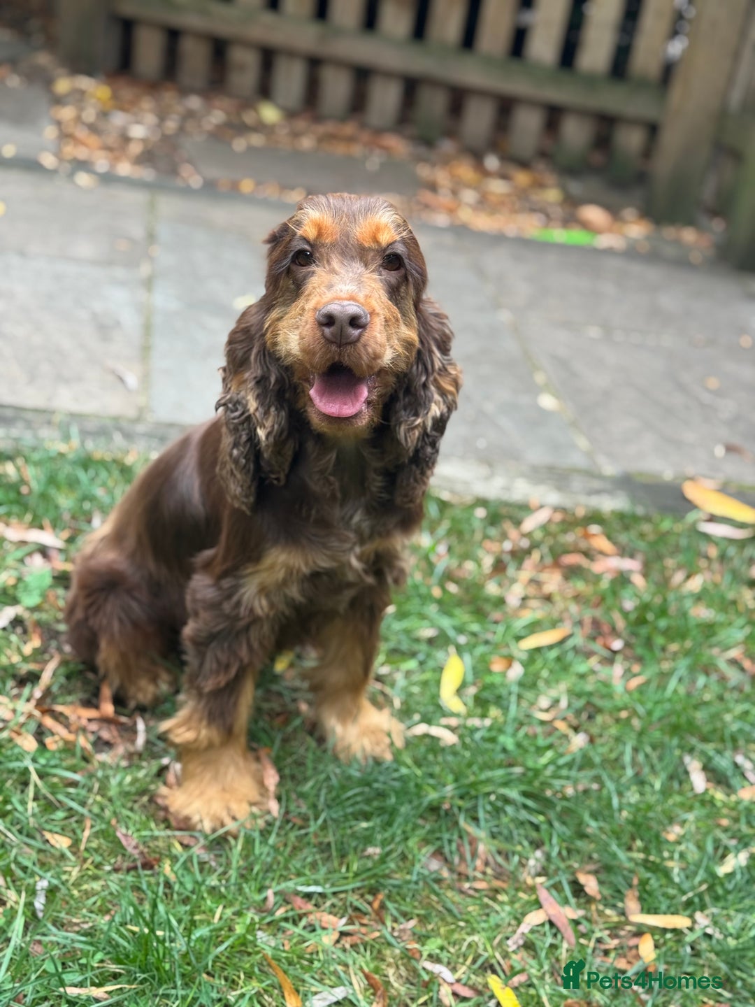 Cocker Spaniel dogs for sale: TRUE SHOW TYPE HEALTH TESTED SHOW TYPE  - Image 20