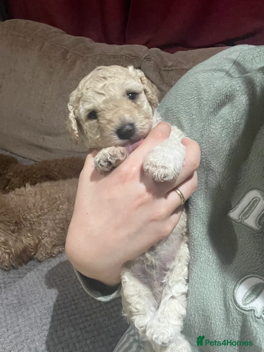 Maltipoo dogs for sale: Pure Maltipoo Puppies   - Advert 5