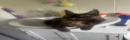 Maine Coon cats for sale: XXL Maine coon  in Leeds - Advert 2