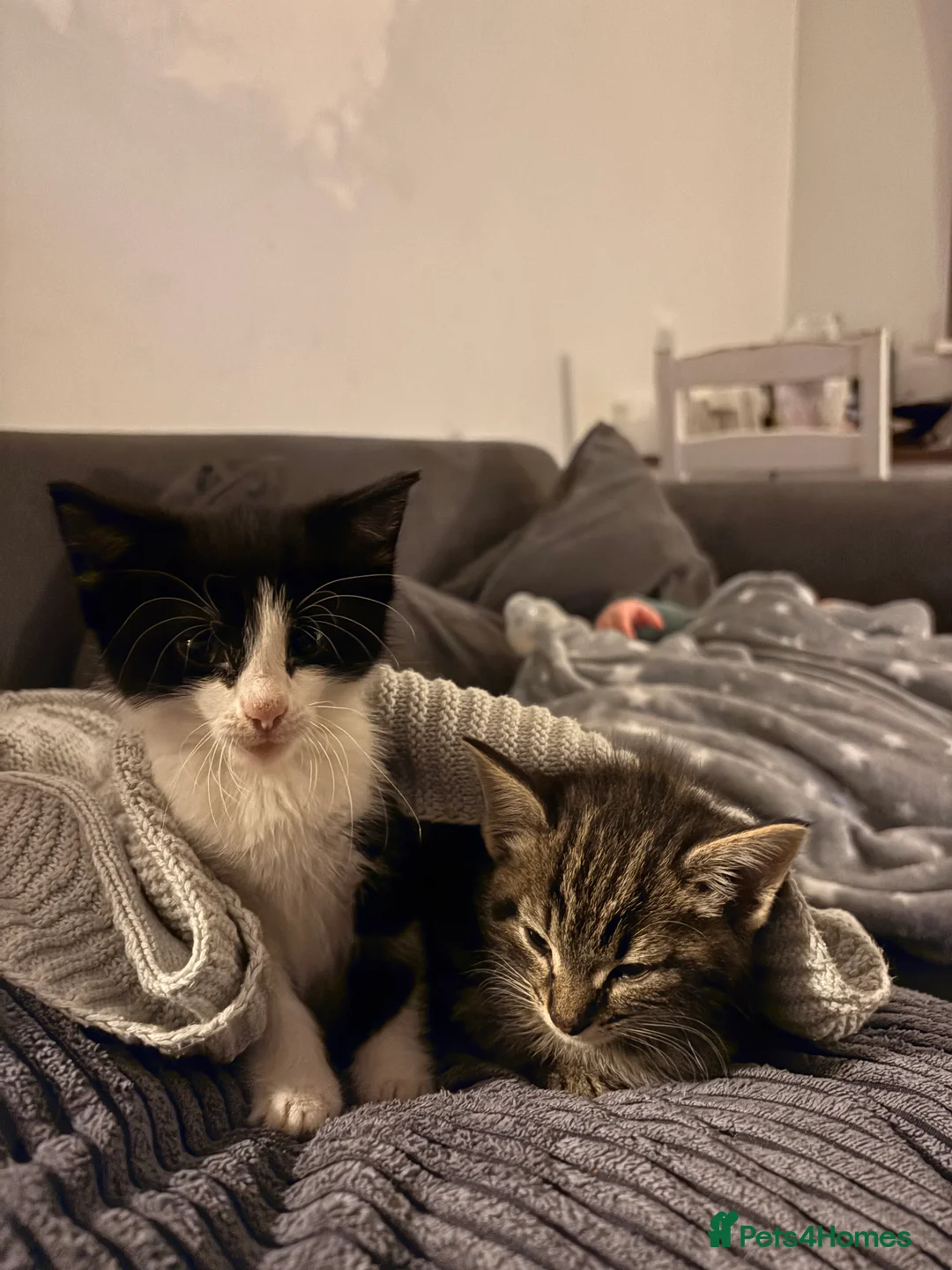 Mixed Breed cats for sale: Half bengal and Norwegian forest cat in Worcester Park - Advert 13