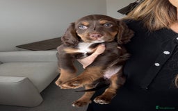Cocker Spaniel dogs for sale: Loving Home Wanted for Beautiful Olive (WCS Puppy) - Image 20