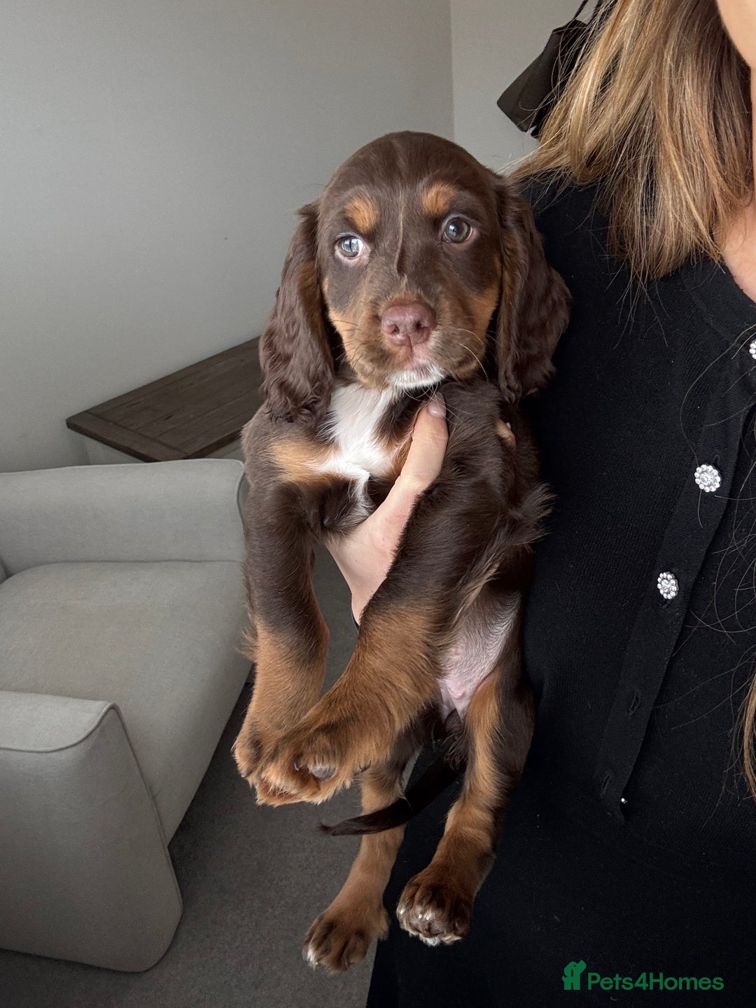 Cocker Spaniel dogs for sale: Loving Home Wanted for Beautiful Olive (WCS Puppy) - Image 20