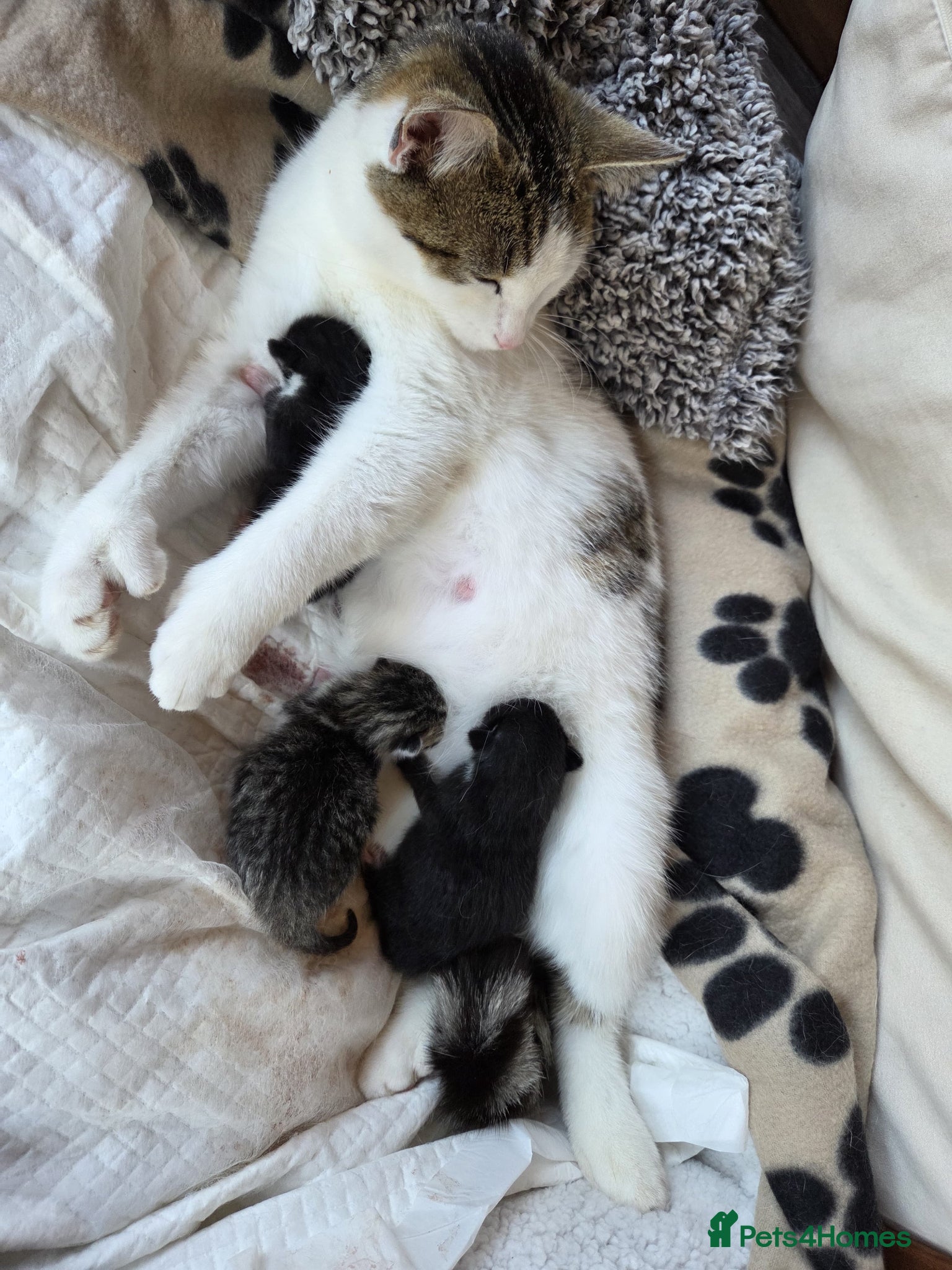 Mixed Breed cats Mum and 3 kittens - Advert 1