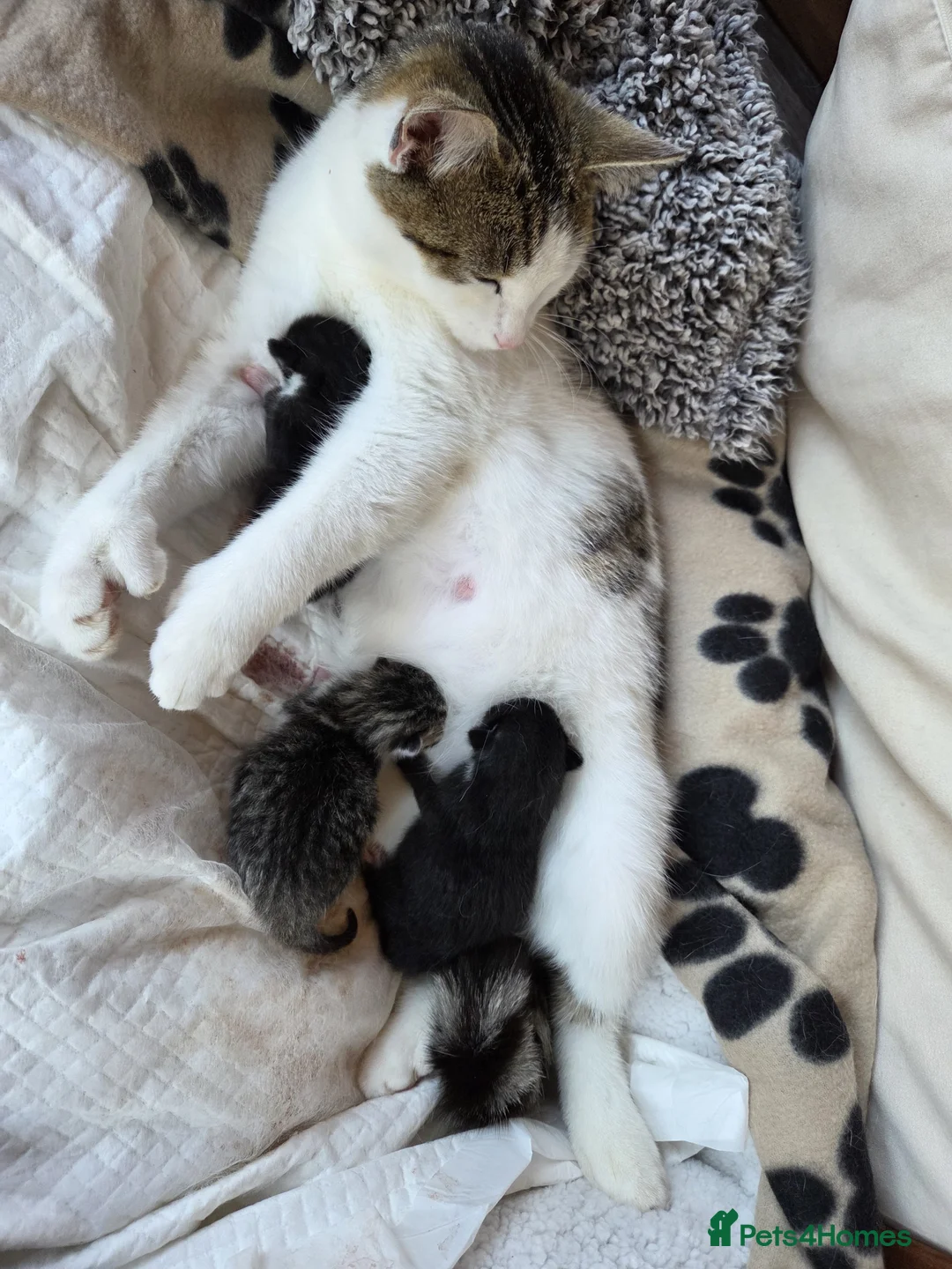 Mixed Breed cats for sale: Mum and 3 kittens in Stafford - Advert 1