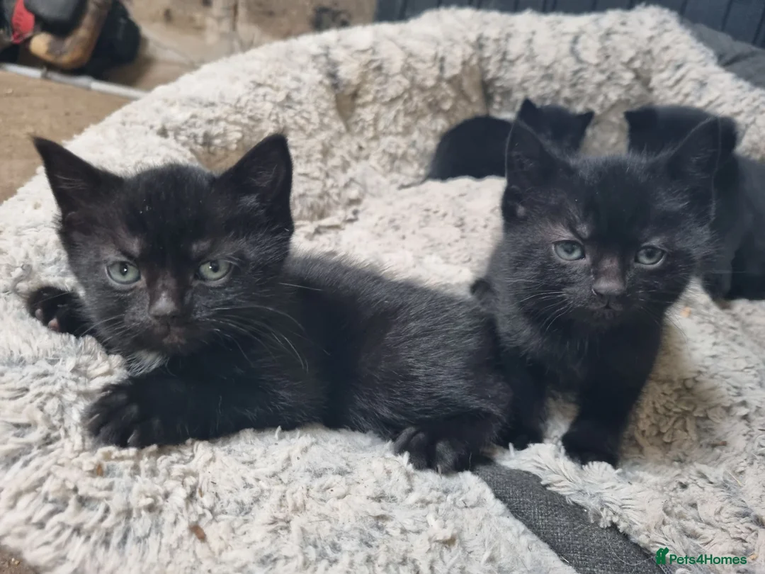 Mixed Breed cats for sale: Kittens for sale  in King's Lynn - Advert 4