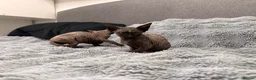 Sphynx cats for sale: Three 😍Sphynx Kittens  in Corby - Advert 11