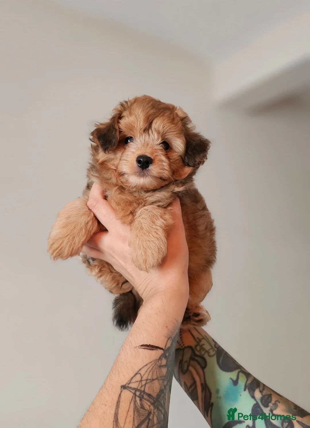 Pomapoo dogs for sale: Fluffy Pomapoos LITTLE BOY 💛 - Advert 2