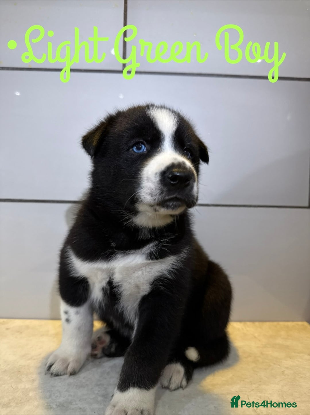 Siberian Husky dogs for sale: Husky Puppies 🩵🩷 - Advert 16