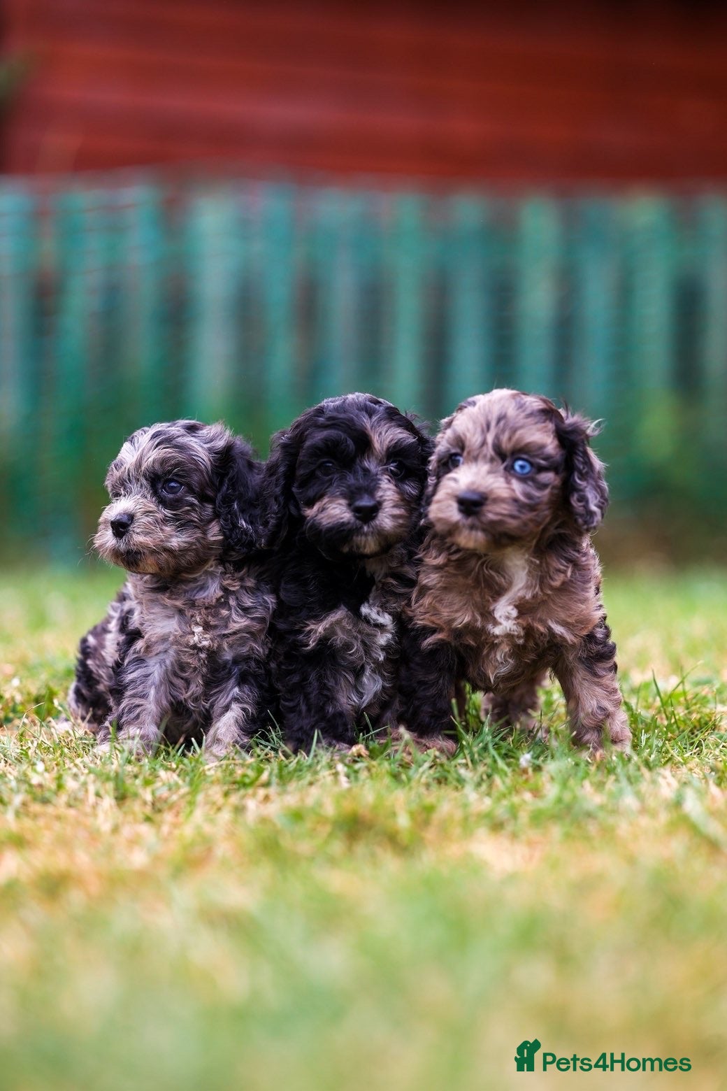 Cavapoo dogs Cavapoo girls and boys  - Advert 1
