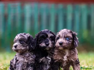 Cavapoo dogs Cavapoo girls and boys - Advert 1