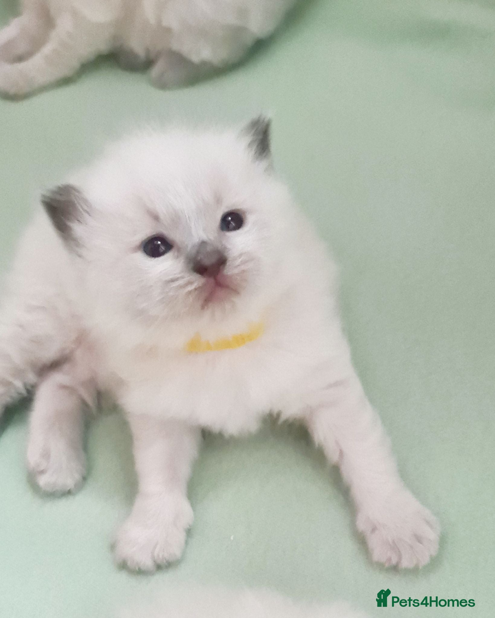 Ragdoll cats Ragdoll kittens for sale  - Advert 1