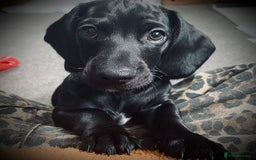 Mixed Breed dogs for sale: Black puppy with white strip on chest  - Image 4