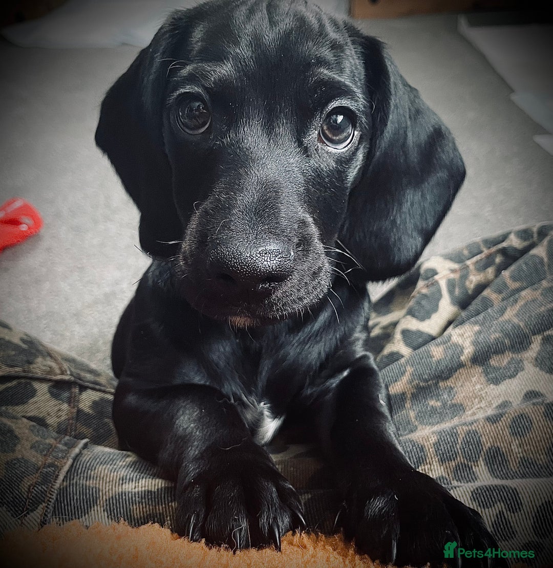 Mixed Breed dogs for sale: Black puppy with white strip on chest  - Image 4