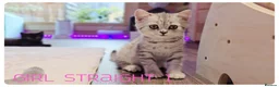 Scottish Fold cats for sale: Beautiful Scottish Fold,British & Munchkin Kittens - Advert 28
