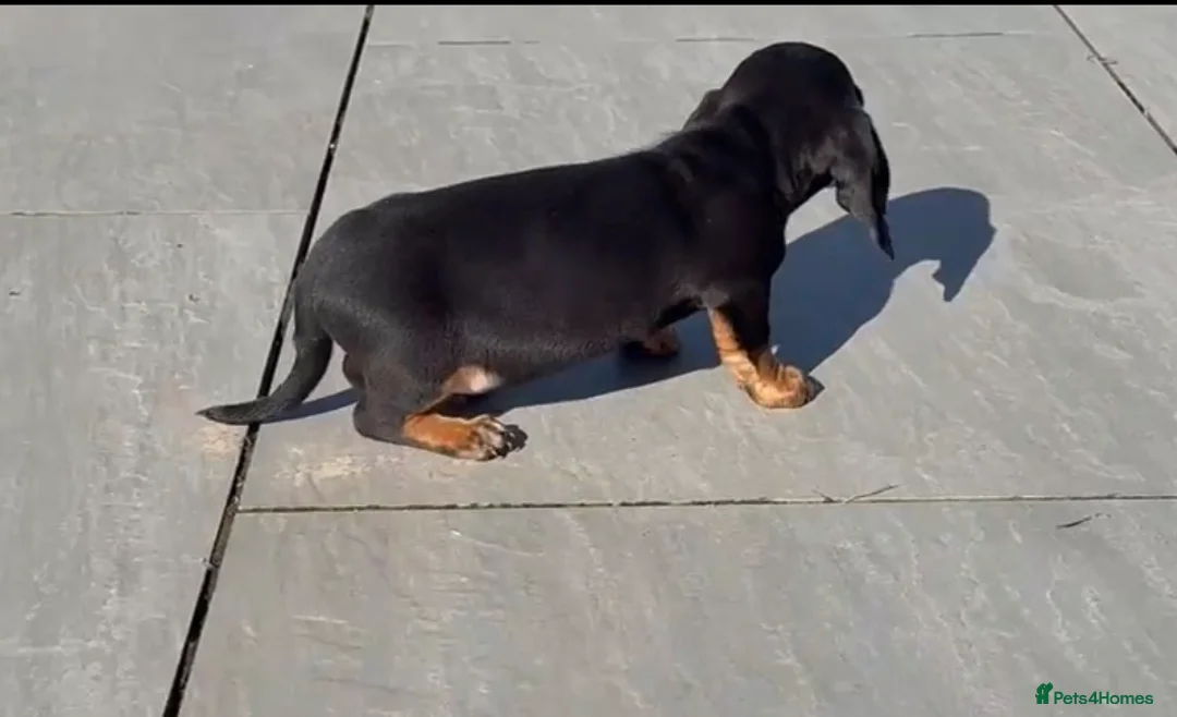 Miniature Dachshund dogs for sale: Beautiful l black tan boy available ready now - Advert 9