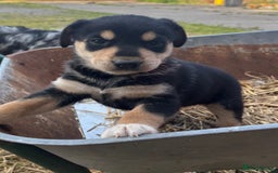 Mixed Breed dogs for sale: Huntaway pups - ready! - Image 6
