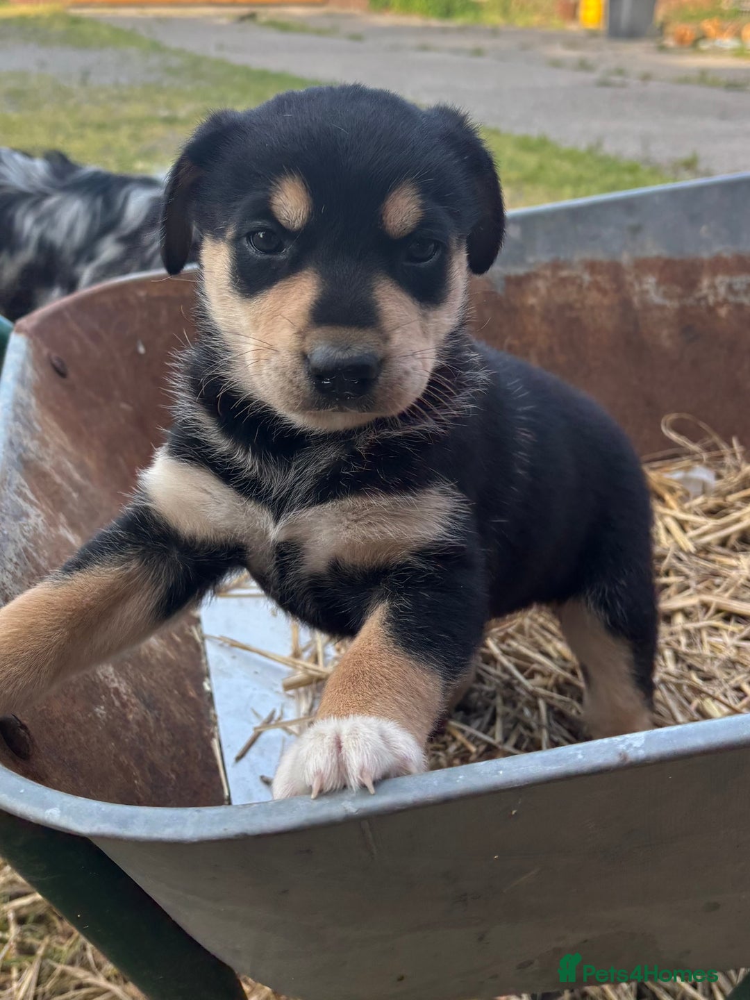 Mixed Breed dogs for sale: Huntaway pups - ready! - Image 6