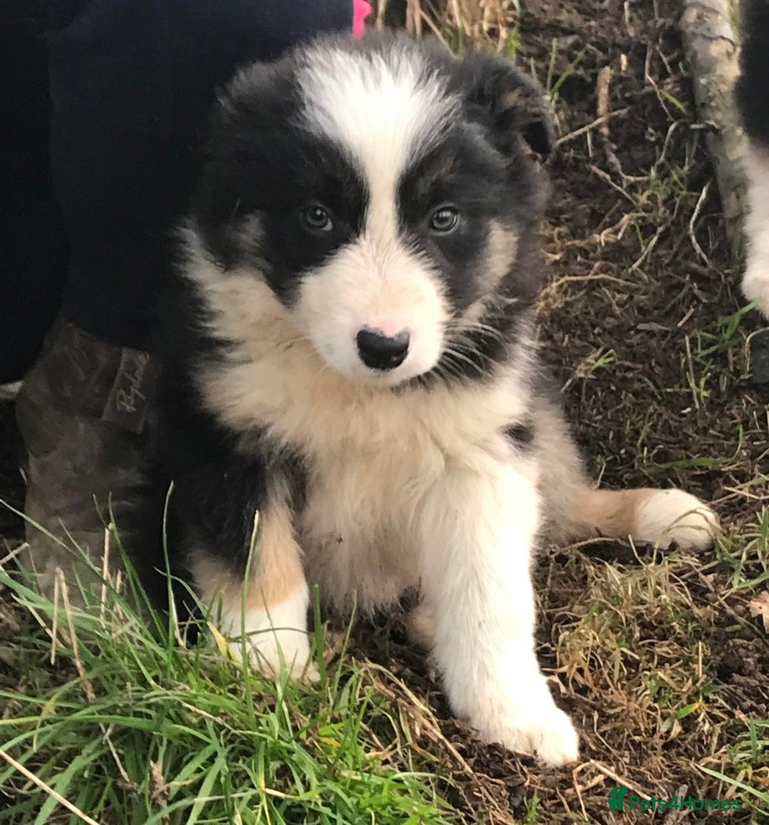 Border Collie dogs for sale: Collie puppies from working farm - Advert 9