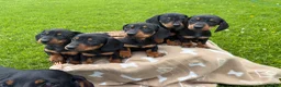 Miniature Dachshund dogs for sale: Miniature Dachshund Pups/ Dad DNA tested - Advert 11