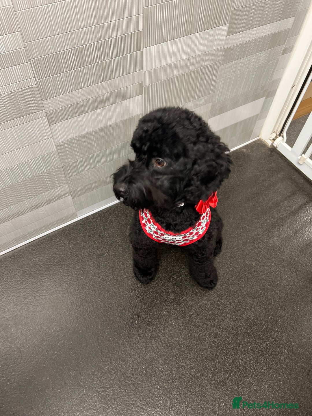 Cockapoo dogs for sale: Beautiful Merle & Black F2 Cockapoo puppies  - Advert 3