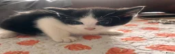 Mixed Breed cats for sale: Kittens  - Advert 12