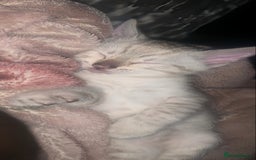 Bengal cats for sale: Male Bengal Cat – Loving & Trained For sale - Image 2