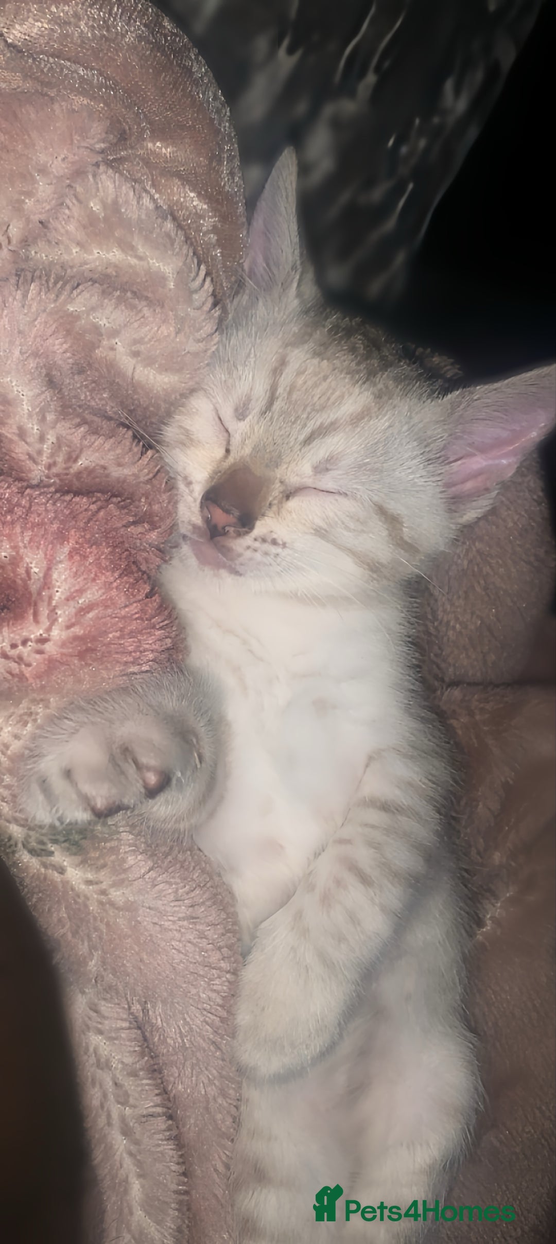 Bengal cats for sale: Male Bengal Cat – Loving & Trained For sale - Image 2