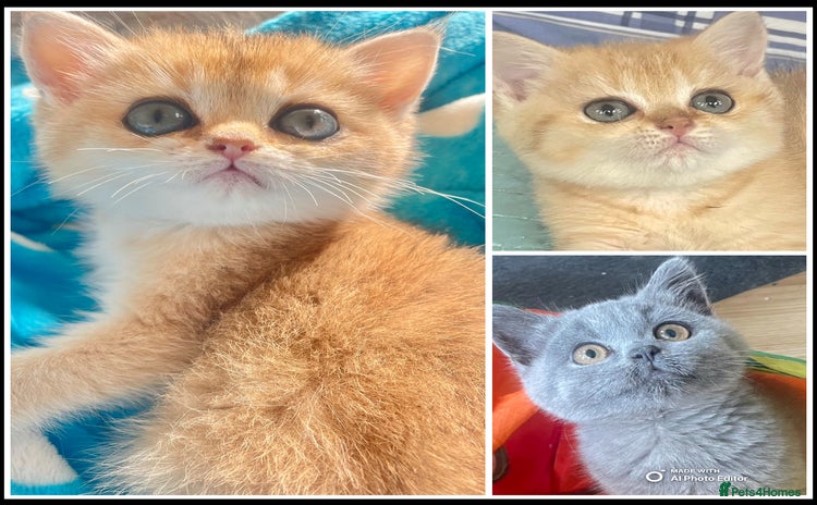 British Shorthair cats - Advert 5