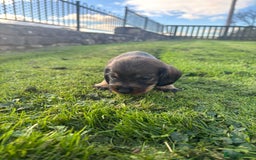 Dachshund dogs for sale: WHD - Wirehaired Dachshund (Teckle) Pups - Image 38