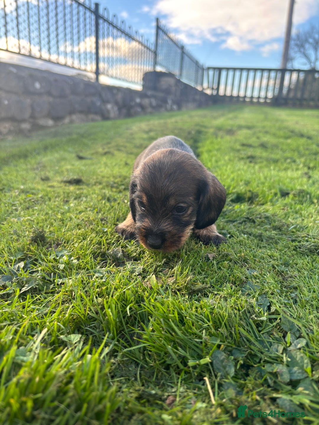 Dachshund dogs for sale: WHD - Wirehaired Dachshund (Teckle) Pups - Image 38