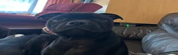Staffordshire Bull Terrier dogs for sale: KC Registered Staffordshire Bull Terrier Pup - Advert 16