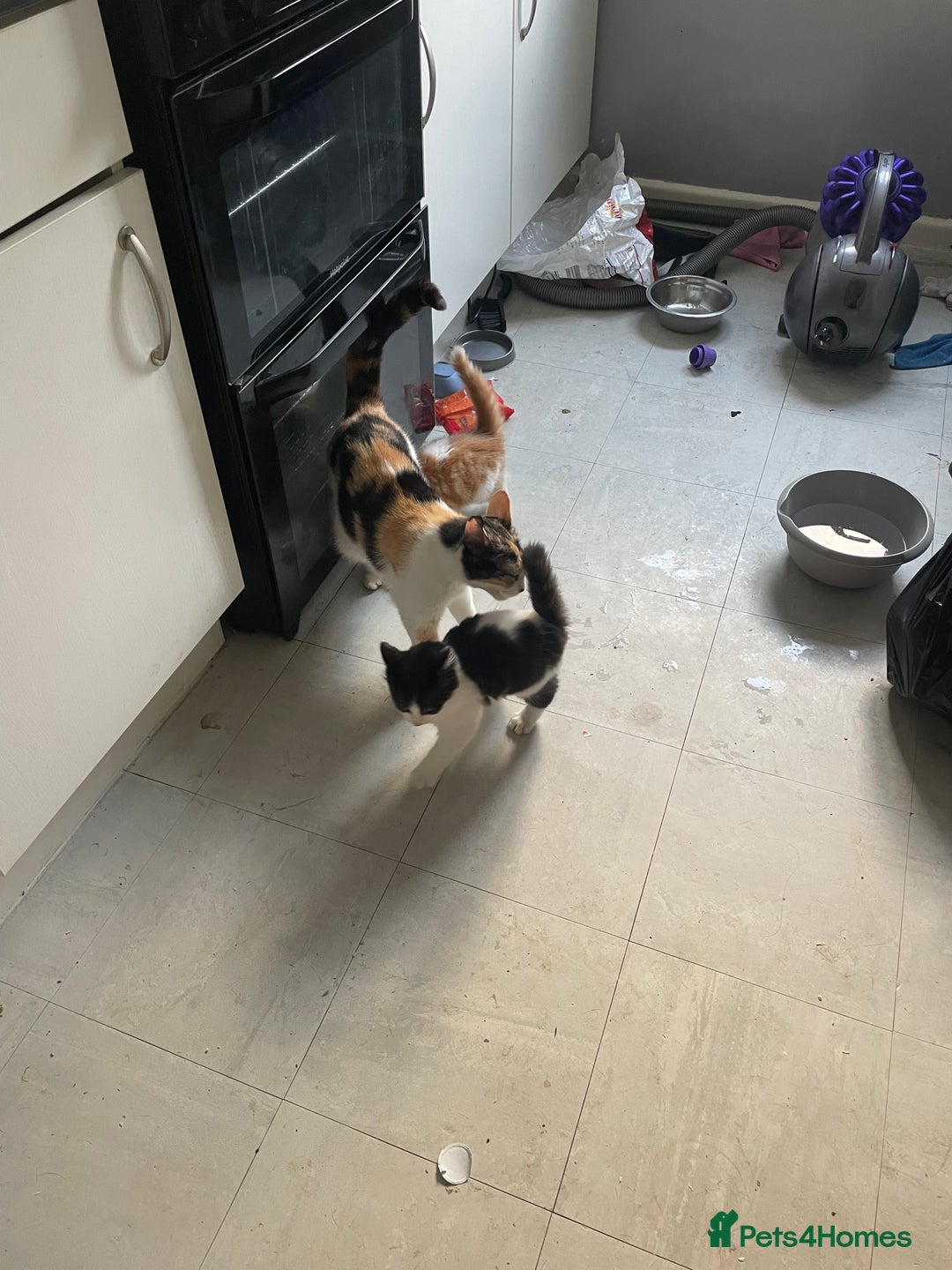 Mixed Breed cats for sale: Long haired kittens - Image 2
