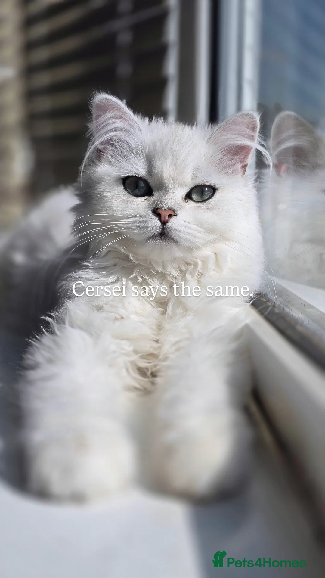 Scottish Fold cats for sale: Scottish Fold Pair - Advert 3