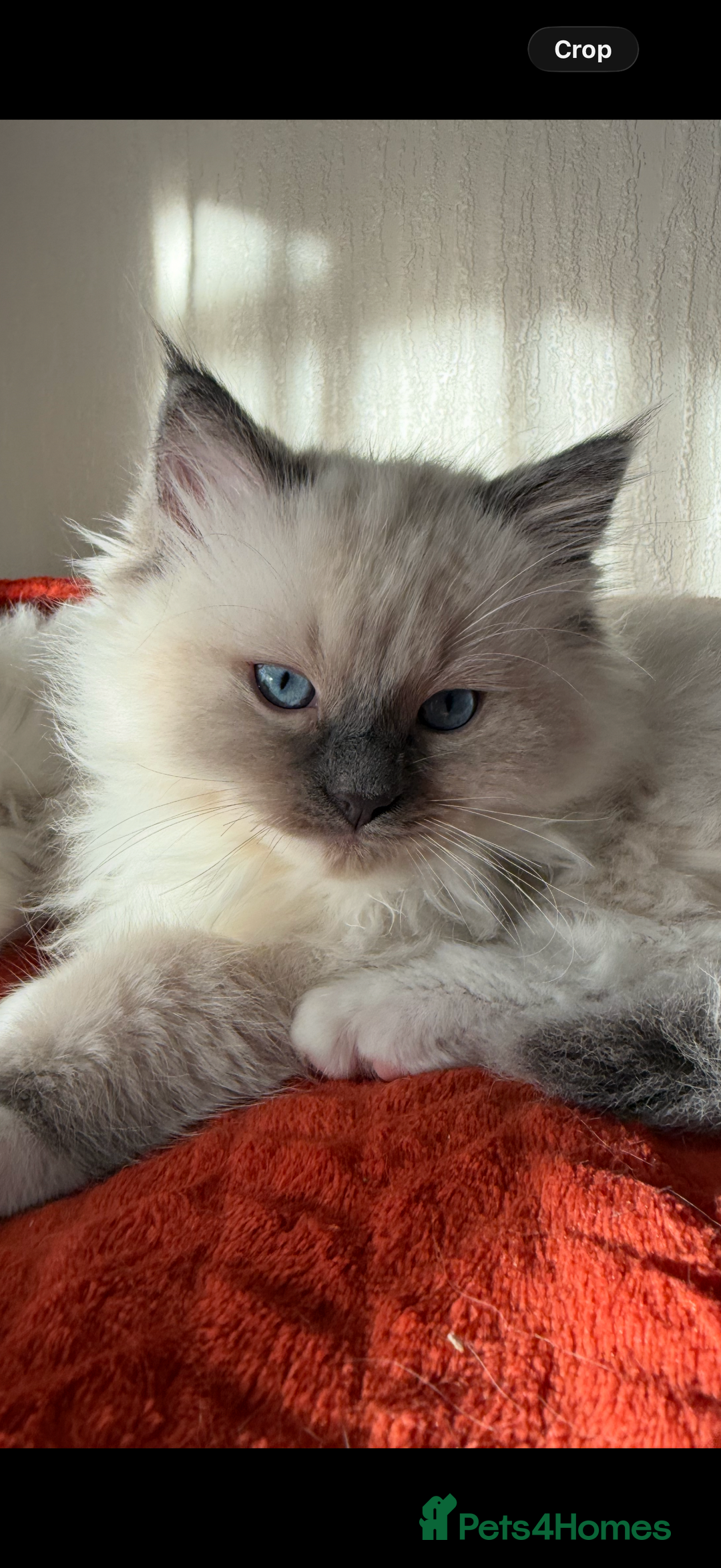 Ragdoll cats for sale: Male Ragdoll for sale  - Advert 2