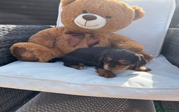 Cocker Spaniel dogs for sale: Miniature working Cocker spaniel puppies for sale - Image 36