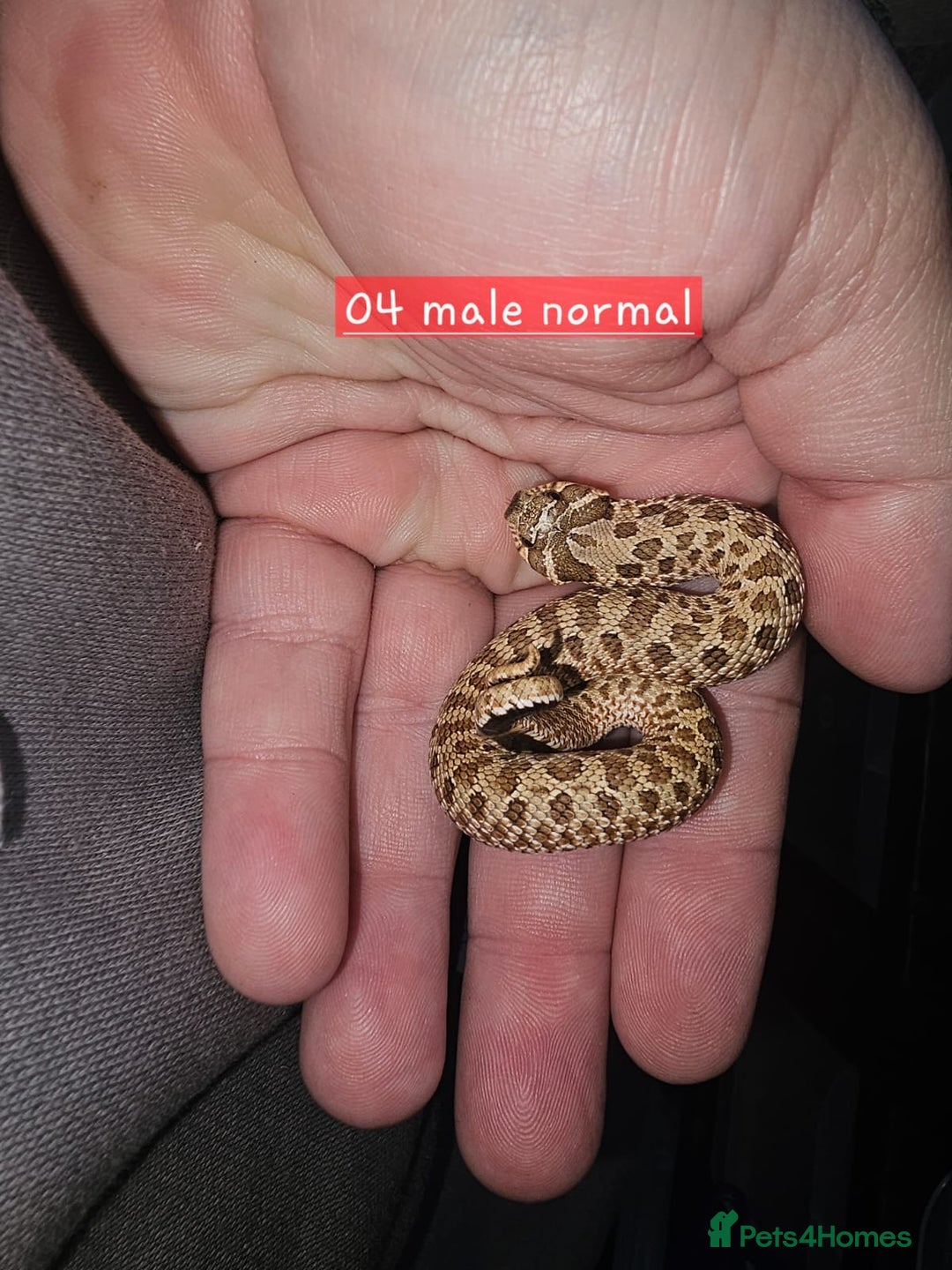 Snake reptiles for sale: Western Hognose Snakes  - Image 6