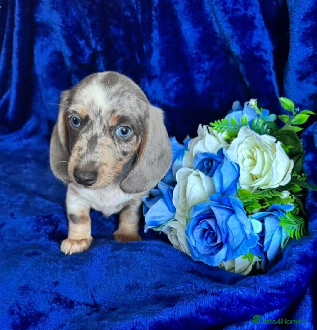 Miniature Dachshund dogs for sale: Miniature dachshunds - Advert 3