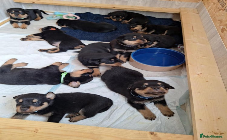 Rottweiler dogs - Advert 2