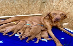 Hungarian Vizsla dogs for sale: Hungarian Vizsla Puppies  - Image 5
